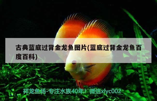 古典藍底過背金龍魚圖片(藍底過背金龍魚百度百科)