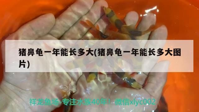 豬鼻龜一年能長多大(豬鼻龜一年能長多大圖片)