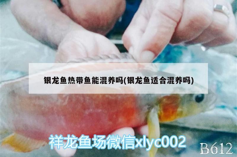 銀龍魚熱帶魚能混養嗎(銀龍魚適合混養嗎)