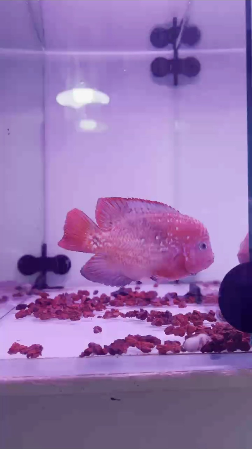 泰國(guó)進(jìn)口幻彩羅漢魚(yú)