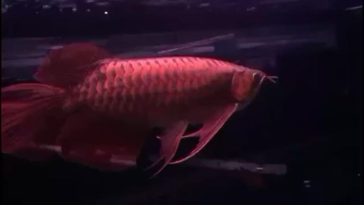龍魚水質ph6.0vs祥龍魚場：祥龍魚場水質管理方法如何調整魚缸水的ph值