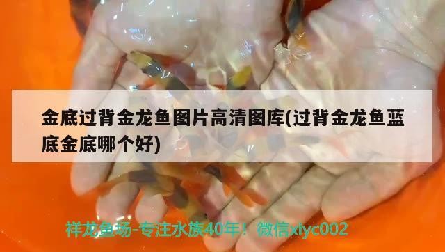 金底過背金龍魚圖片高清圖庫(過背金龍魚藍底金底哪個好)