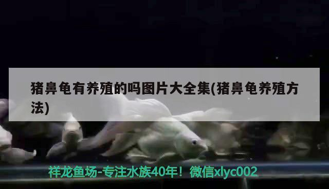 豬鼻龜有養殖的嗎圖片大全集(豬鼻龜養殖方法)