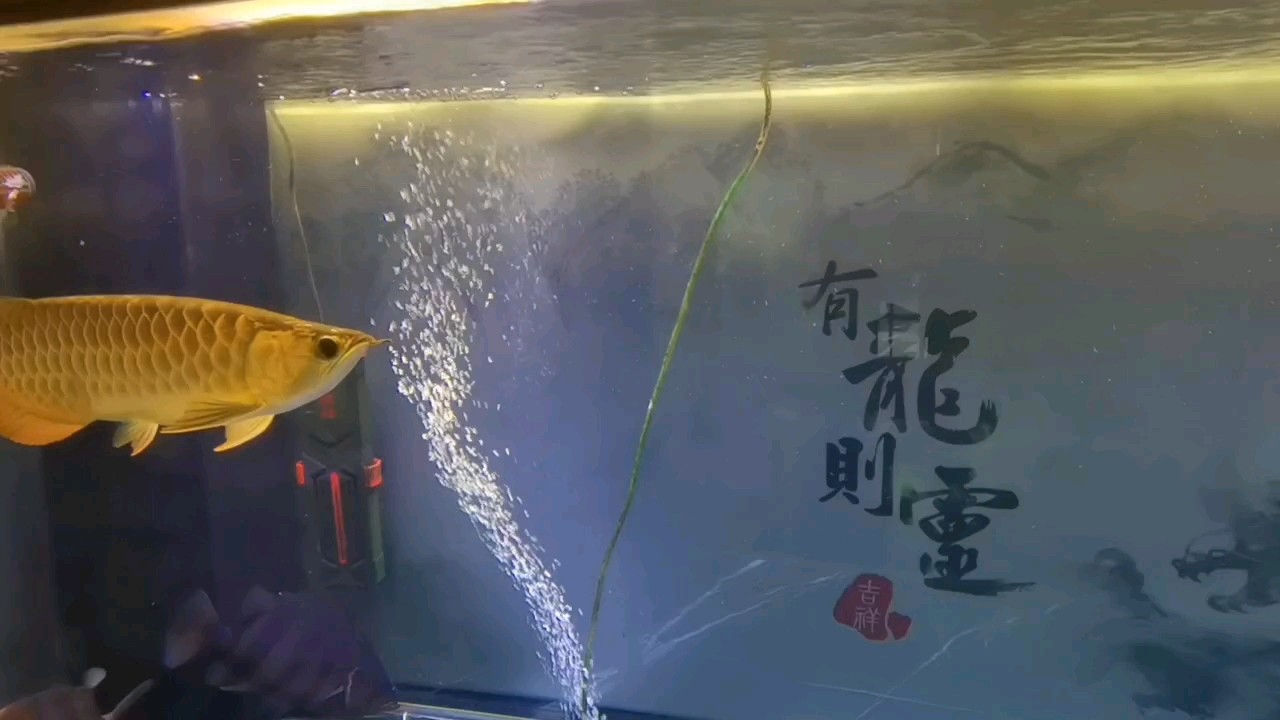 雙(金、紅)龍混八個月