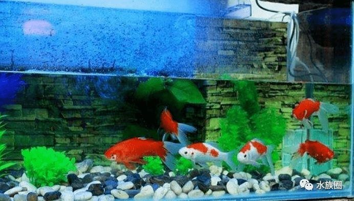 2.5米魚缸用多厚玻璃