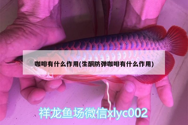 詳細閱讀:咖啡有什么作用(生酮防彈咖啡有什么作用) 咖啡有什么作用(生酮防彈咖啡有什么作用)