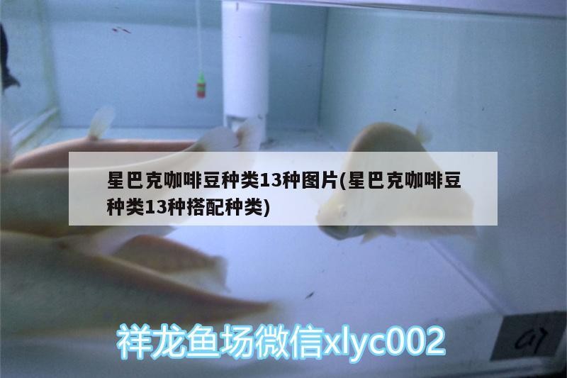 星巴克咖啡豆種類13種圖片(星巴克咖啡豆種類13種搭配種類)