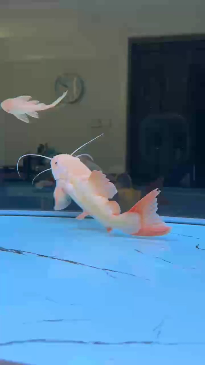 這大貓 太能吃了