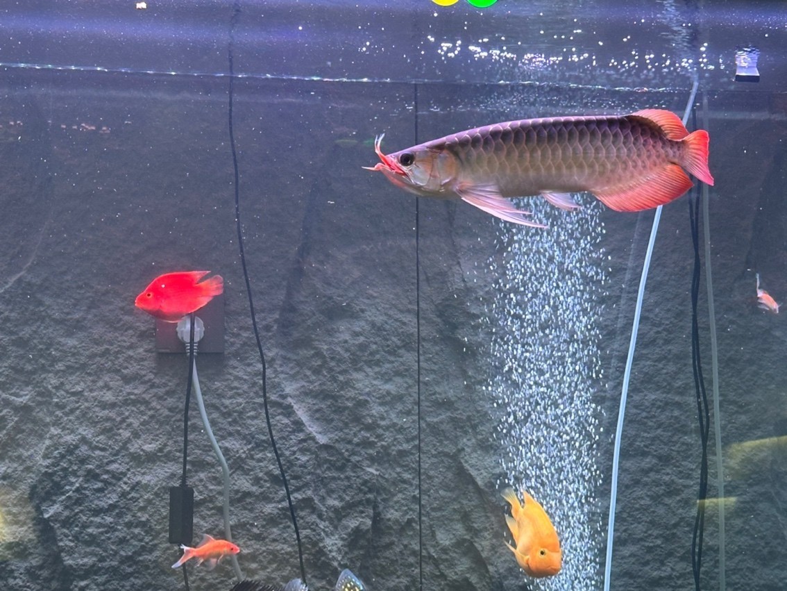 還是挺帥的 還是挺帥的 龍魚論壇 第1張