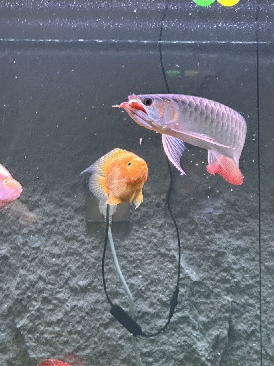 還是挺帥的 還是挺帥的 龍魚論壇 第2張