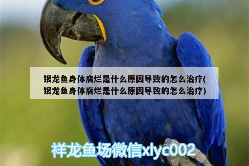 銀龍魚身體腐爛是什么原因導致的怎么治療(銀龍魚身體腐爛是什么原因導致的怎么治療)