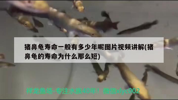 豬鼻龜壽命一般有多少年呢圖片視頻講解(豬鼻龜的壽命為什么那么短) 豬鼻龜壽命一般有多少年呢圖片視頻講解(豬鼻龜的壽命為什么那么短) 豬鼻龜百科