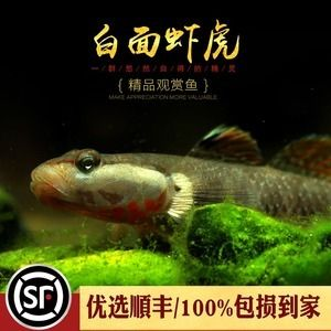 虎魚白毛病的魚怎么治療最好：治療虎魚的白毛病需要綜合運用多種方法