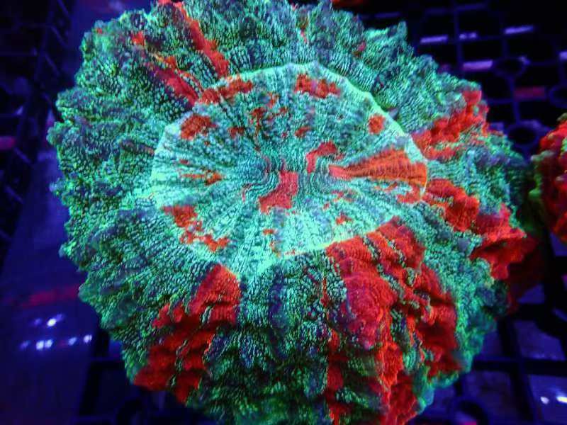 富士腦