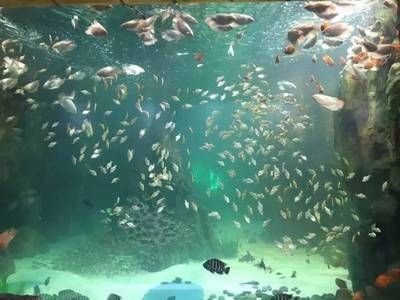 黃岡水族館vs祥龍魚場(chǎng)（探討黃岡水族館與祥龍魚場(chǎng)之間的差異之前需要明確基本信息）