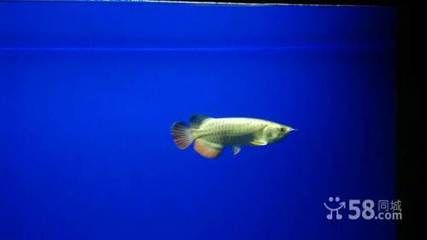 四平龍魚vs祥龍魚場（四平龍魚與祥龍魚場之間的差異）