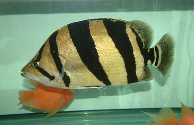 虎魚最高溫度：虎魚最適合生長的溫度范圍及超過這個溫度范圍可能帶來影響