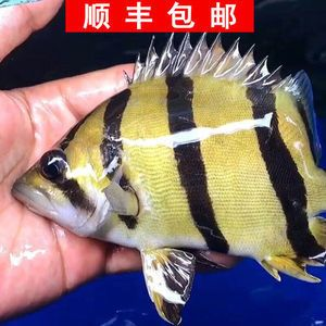 泰北虎印尼虎蘇門答臘虎區(qū)別：泰北虎、印尼虎、印尼虎和蘇門答臘虎的區(qū)別和區(qū)別