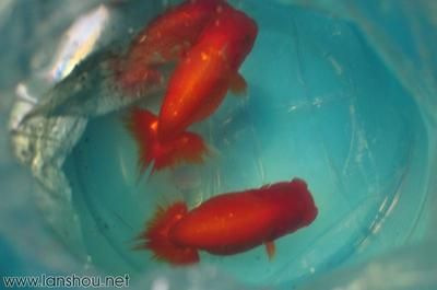 魟魚飼養環境：魟魚的飼養環境是影響其健康和生活質量的重要因素