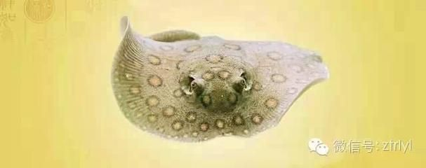魟魚飼養環境：魟魚的飼養環境是影響其健康和生活質量的重要因素