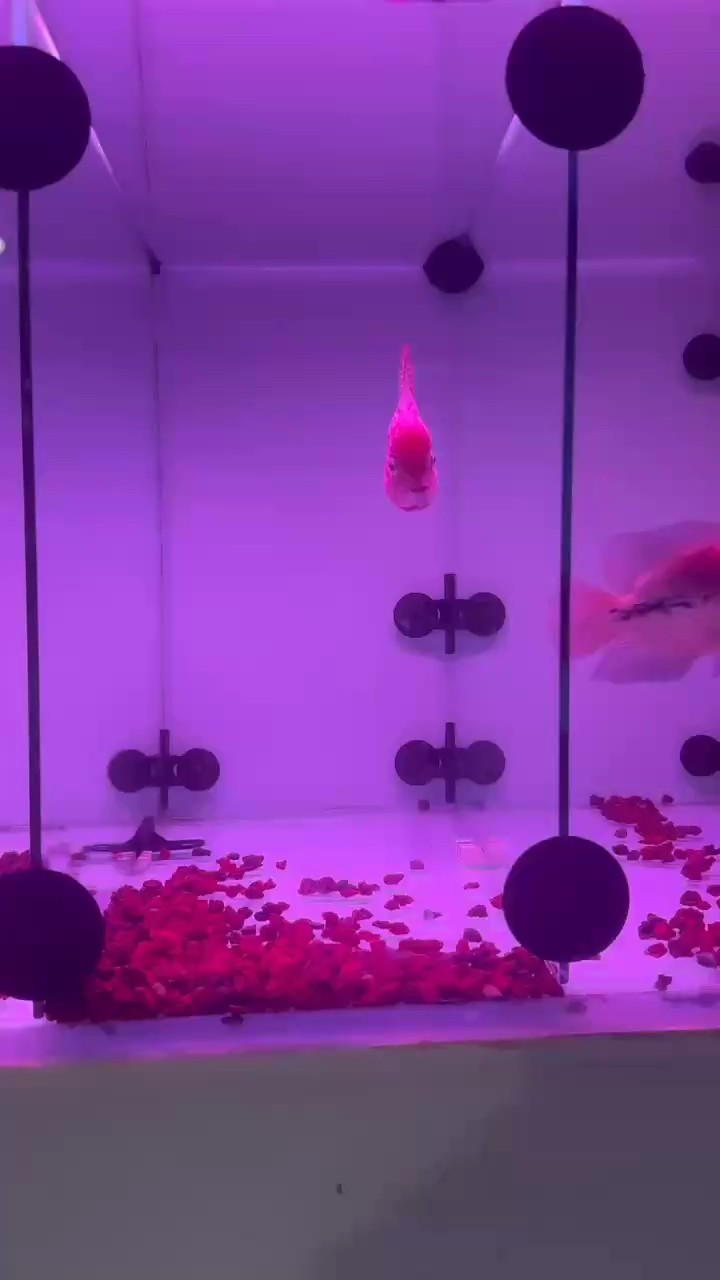 泰國幻彩羅漢魚