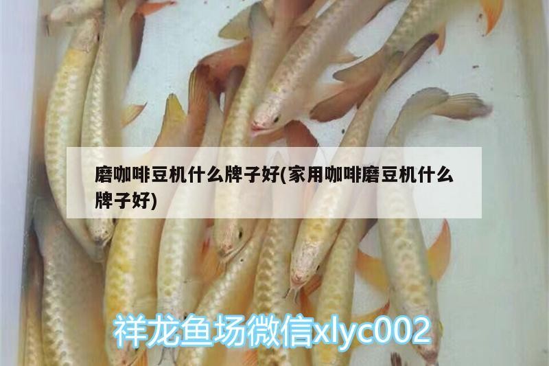 磨咖啡豆機什么牌子好(家用咖啡磨豆機什么牌子好)