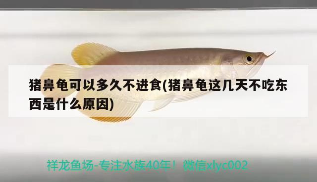 豬鼻龜可以多久不進(jìn)食(豬鼻龜這幾天不吃東西是什么原因)