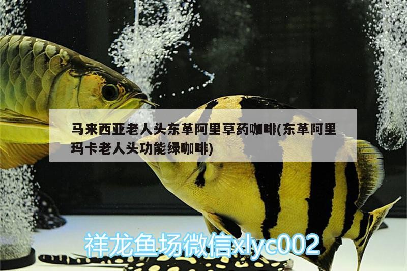 馬來西亞老人頭東革阿里草藥咖啡(東革阿里瑪卡老人頭功能綠咖啡) 馬來西亞老人頭東革阿里草藥咖啡(東革阿里瑪卡老人頭功能綠咖啡) 馬來西亞咖啡
