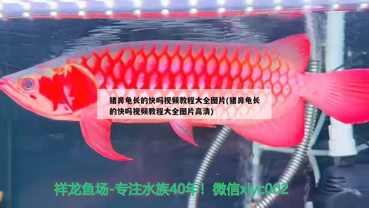 豬鼻龜長的快嗎視頻教程大全圖片(豬鼻龜長的快嗎視頻教程大全圖片高清)