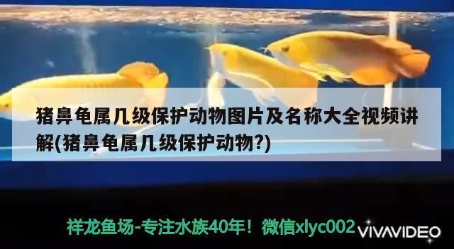 豬鼻龜屬幾級保護動物圖片及名稱大全視頻講解(豬鼻龜屬幾級保護動物?)