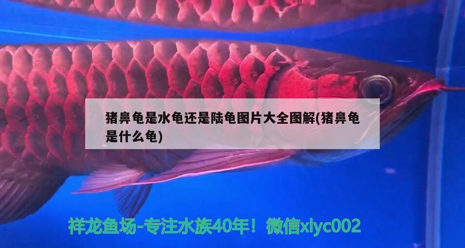 豬鼻龜是水龜還是陸龜圖片大全圖解(豬鼻龜是什么龜)