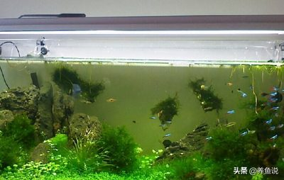 魚缸過濾器選購指南:自制魚缸過濾器魚缸上置過濾器對于養魚愛好者的必備知識 創寧水泵運行鍵怎么用(創寧水泵運行鍵怎么用的) 創寧水族 創寧水泵運行鍵怎么用(創寧水泵運行鍵怎么用的) 創寧水泵運行鍵怎么用(創寧水泵運行鍵怎么用的) 創寧水族