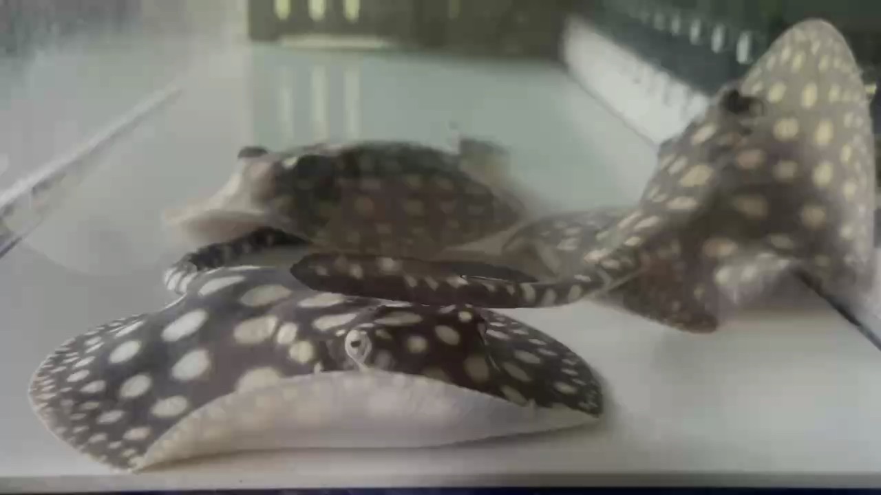 1.2米魚缸繁殖魟魚（下集）