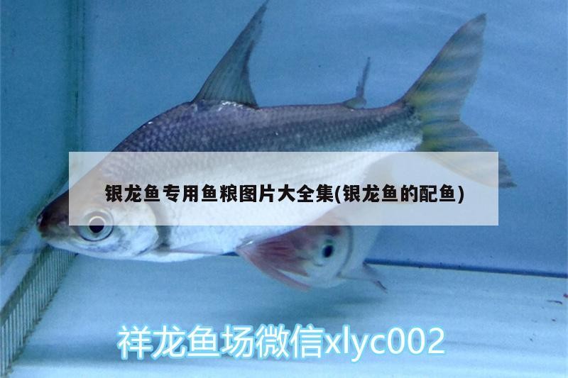 銀龍魚專用魚糧圖片大全集(銀龍魚的配魚)