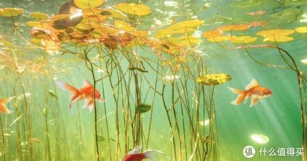 創寧創星森森松寶（創寧和森森）