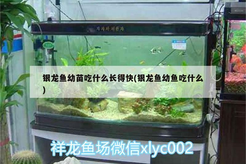 銀龍魚幼苗吃什么長得快(銀龍魚幼魚吃什么)