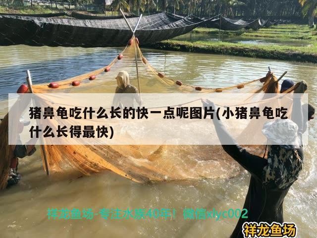 豬鼻龜吃什么長的快一點呢圖片(小豬鼻龜吃什么長得最快)