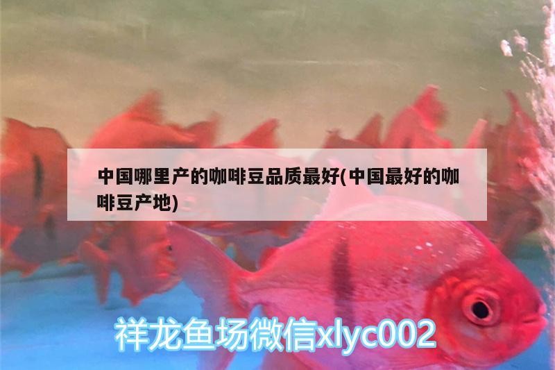 中國哪里產(chǎn)的咖啡豆品質(zhì)最好(中國最好的咖啡豆產(chǎn)地)