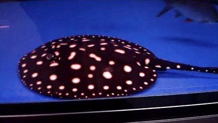 皇冠黑白魟魚視頻：皇冠黑白魟魚相關的視頻