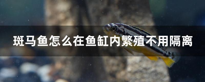 斑馬魚怎么在魚缸內繁殖不用隔離