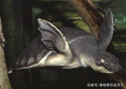 豬鼻龜瀕危物種圖片：豬鼻龜是瀕危物種嗎