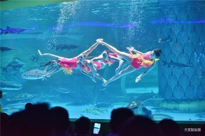 普洱水族館vs祥龍魚場（普洱水族館與祥龍魚場各有特色）