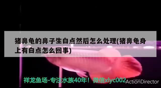 豬鼻龜的鼻子生白點然后怎么處理(豬鼻龜身上有白點怎么回事) 豬鼻龜百科 第1張 豬鼻龜的鼻子生白點然后怎么處理(豬鼻龜身上有白點怎么回事) 豬鼻龜的鼻子生白點然后怎么處理(豬鼻龜身上有白點怎么回事) 豬鼻龜百科 第1張