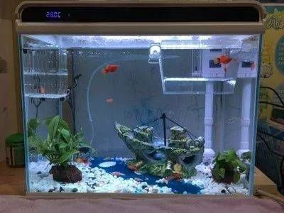 辦公室小魚缸養(yǎng)幾條好