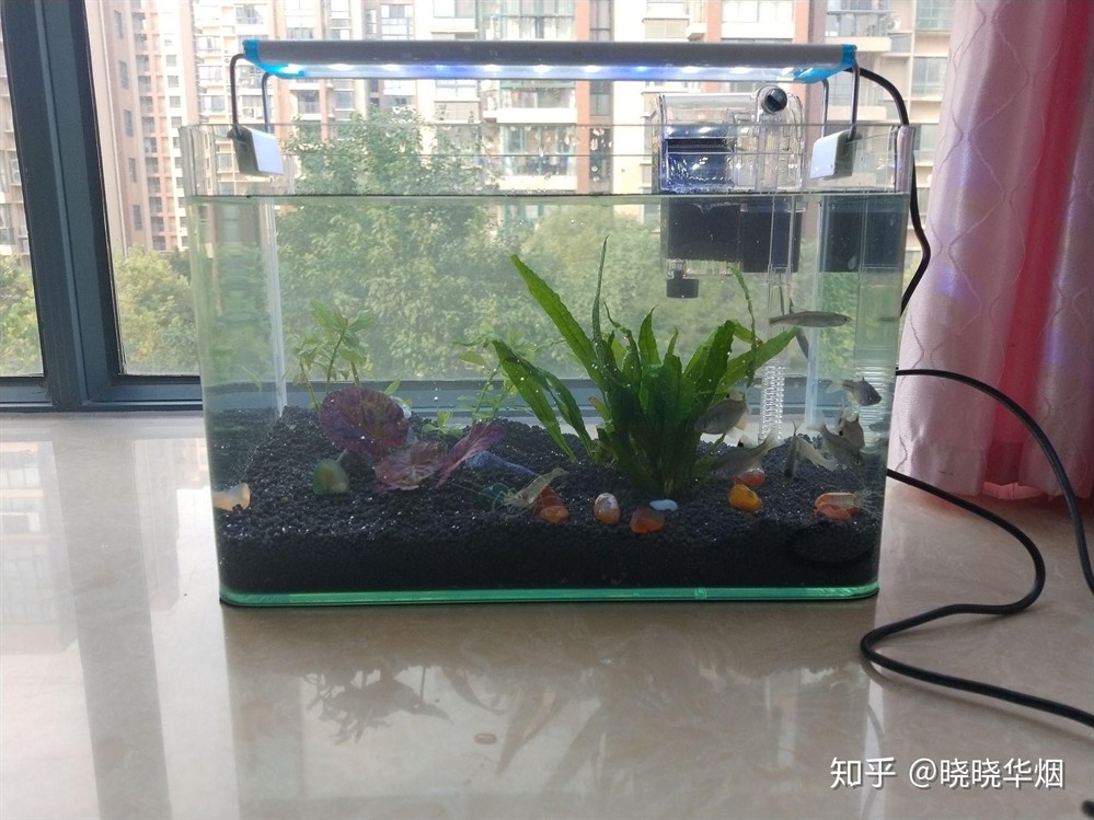 辦公室小魚缸養(yǎng)幾條好