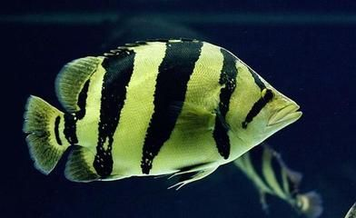 虎魚底色發白怎么回事：虎魚底色發白怎么回事虎魚底色發白怎么回事
