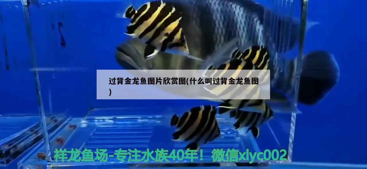 過背金龍魚圖片欣賞圖(什么叫過背金龍魚圖)