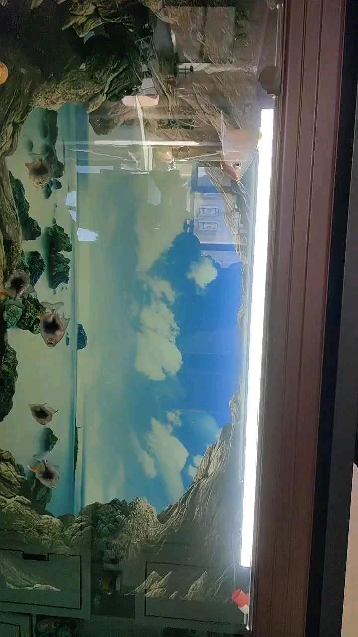 看看魚怎么樣