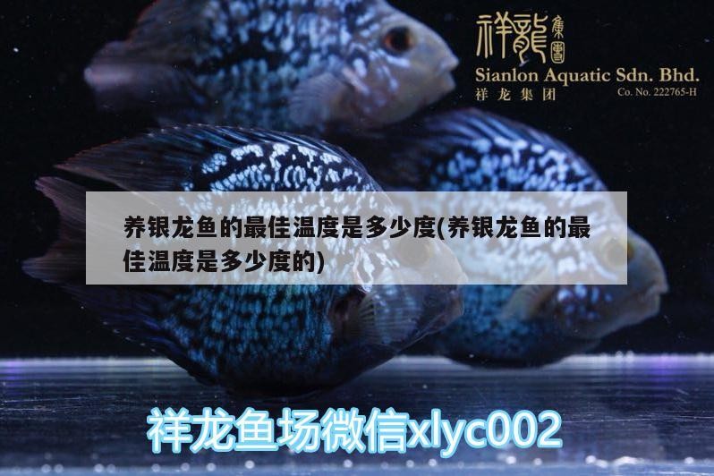養銀龍魚的最佳溫度是多少度(養銀龍魚的最佳溫度是多少度的)