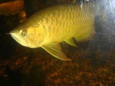 金龍魚大魚價格多少錢一條